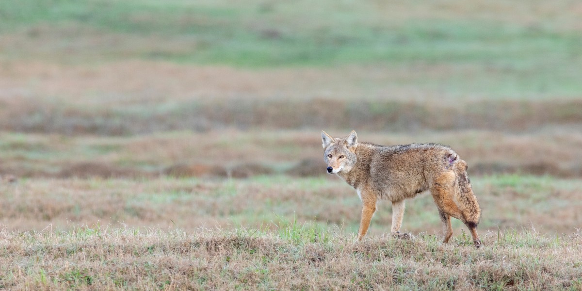 coyote on open prairie land