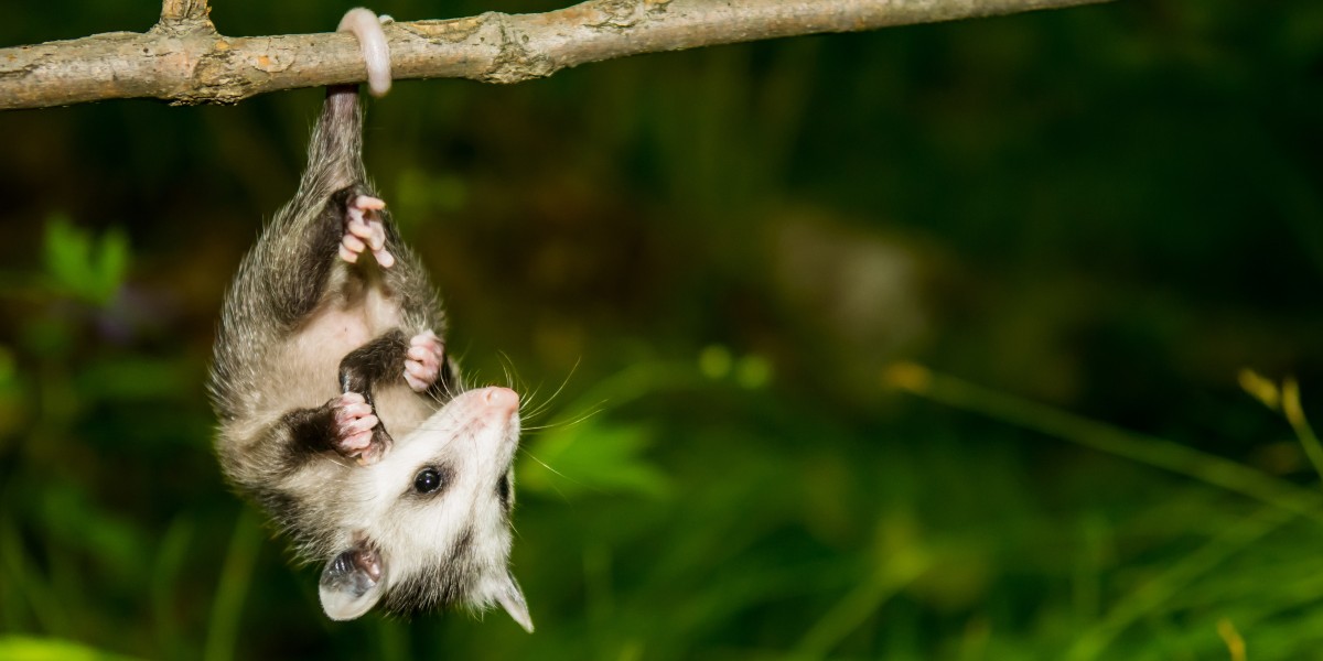 young opossum hanging from a tree branch