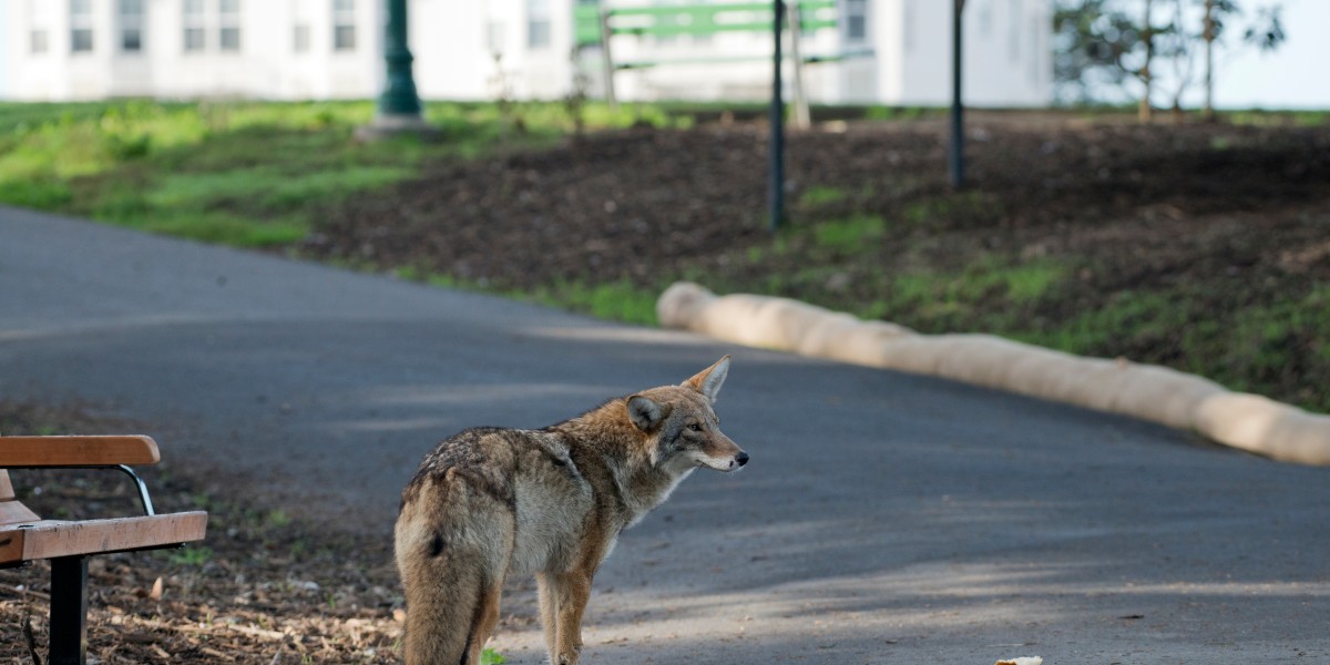 coyote in a part near building