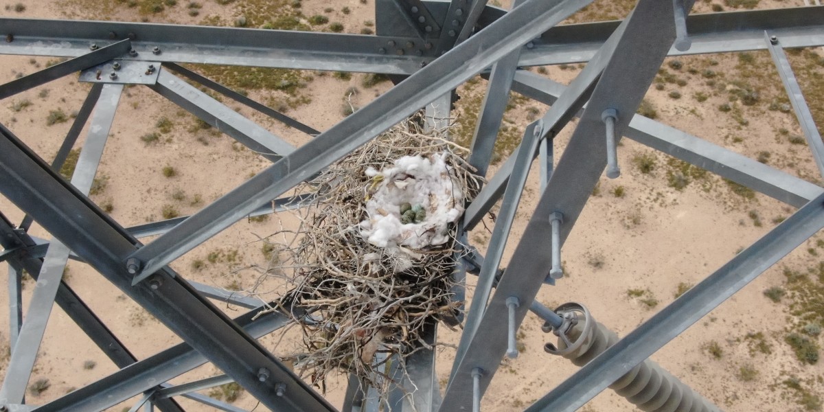 raven nest on tower for power lines
