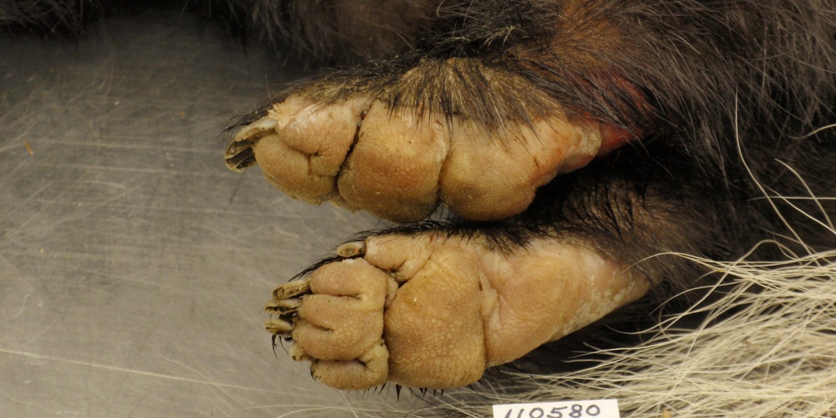 A striped skunk with markedly thickened foot pads