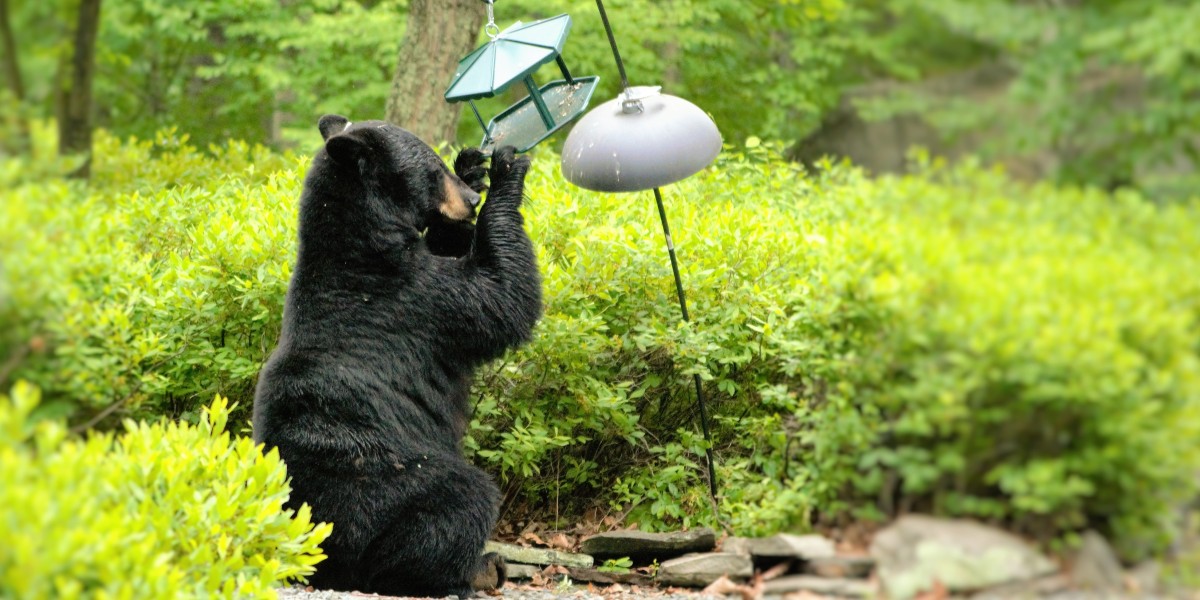 Black bear on a bird feeder