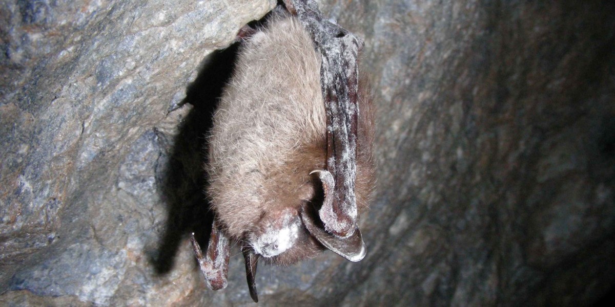 Little brown bat infected with WNS