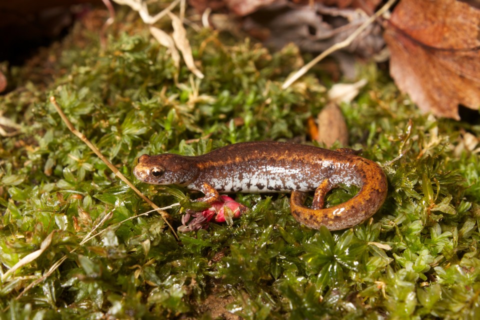 Hemidactylium scutatum, the four-toed Salamander