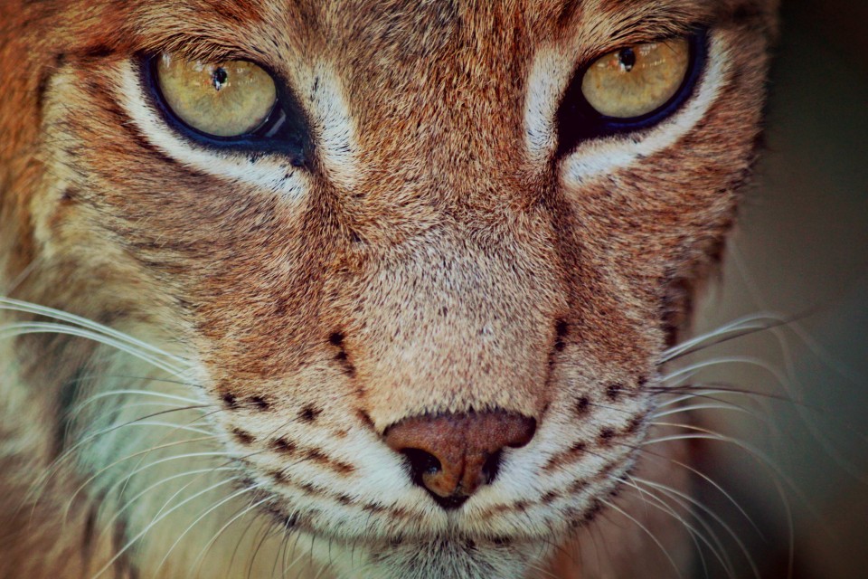 Bobcat close up